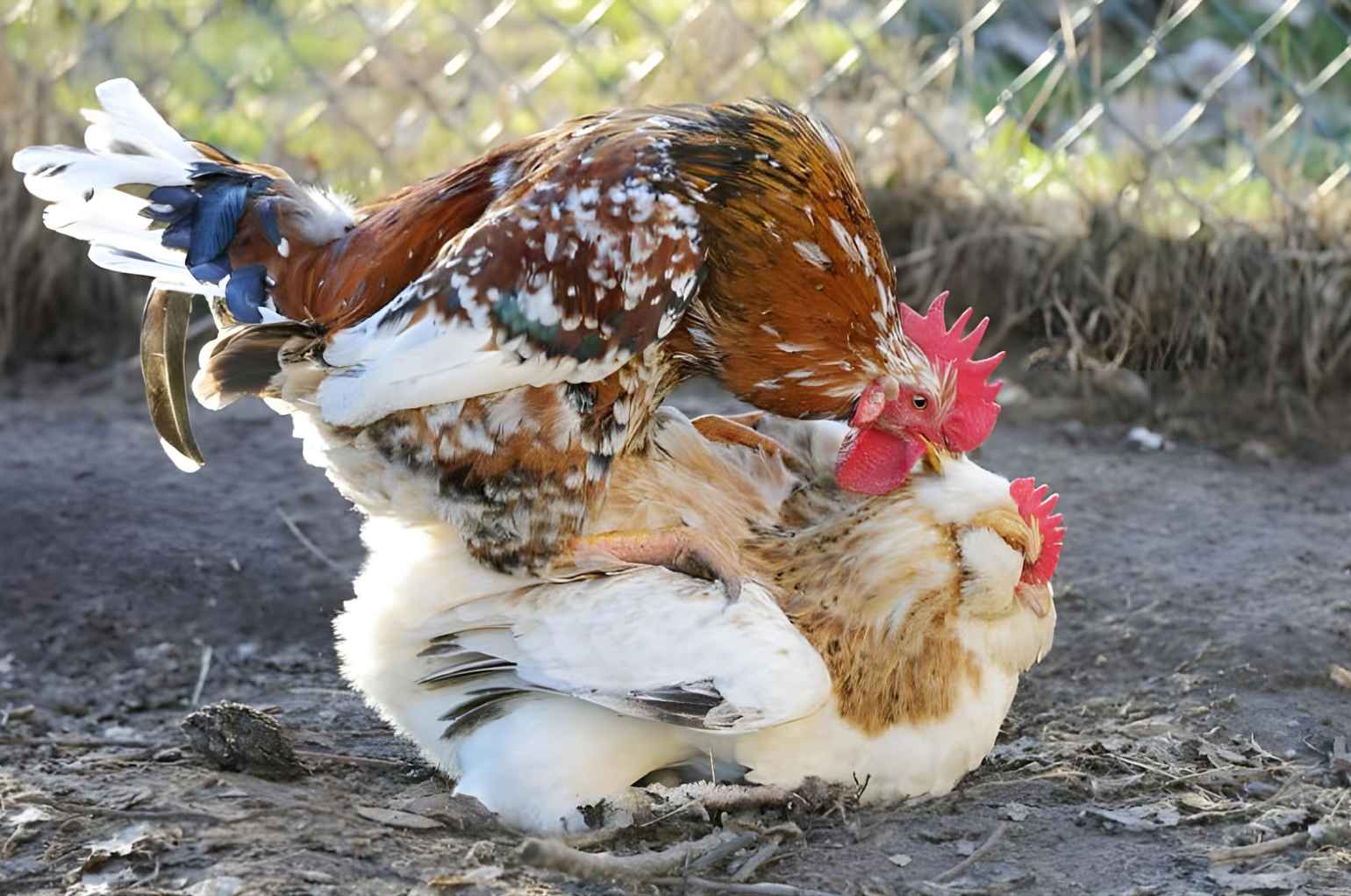 how-do-chickens-mate