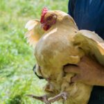 5 Effective Ways to Catch a Chicken (Tips & Tricks)
