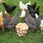 Top 10 Largest Chicken Breeds (with Pictures)