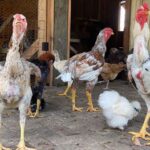 Malay Chicken Guide: Profile, Uses, Varieties & Care Guide