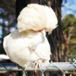 Polish Chicken Guide: Size, Appearance, Temperament and More