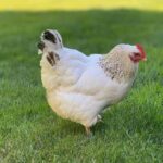 Delaware Chicken Guide: Profile, Uses, Varieties & Care Guide