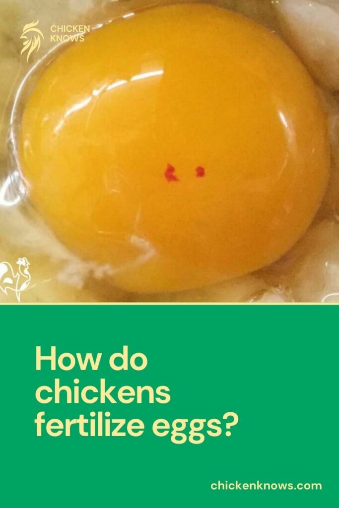 How do chickens fertilize eggs?