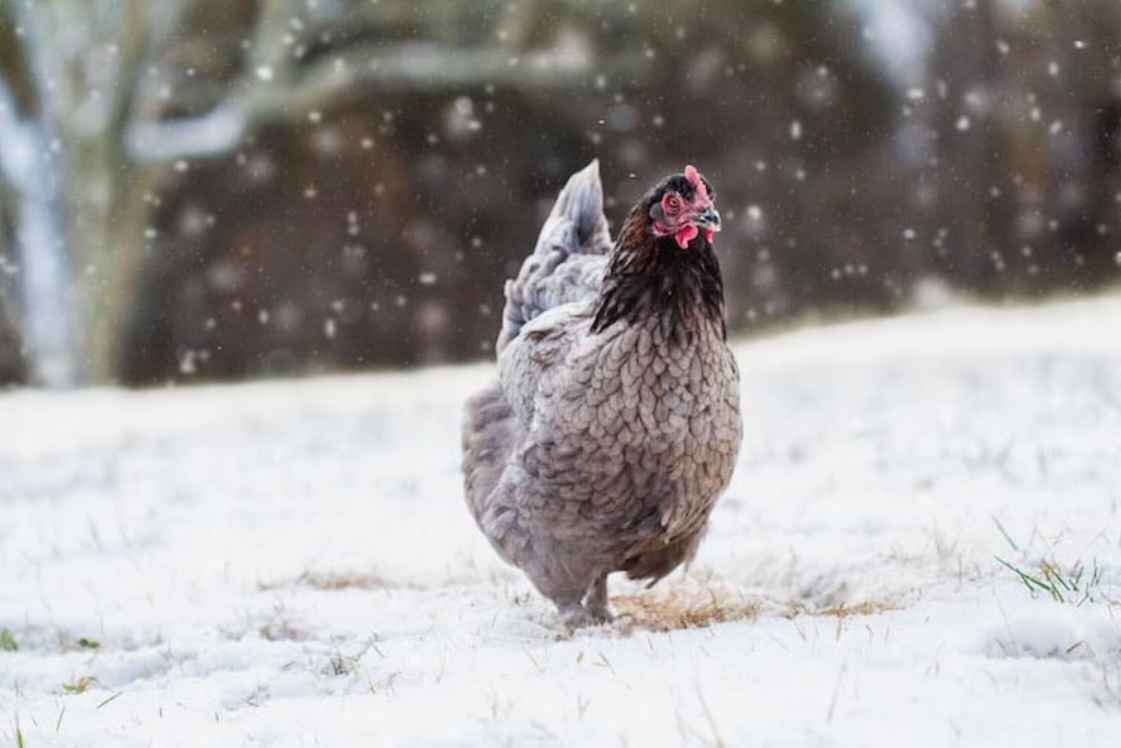 how-cold-is-too-cold-for-chickens
