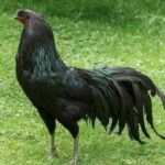 Sumatra Chicken Guide: Profile, Uses, Varieties & Care Guide