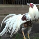 Yokohama Chickens: Profile, Uses, Varieties & Care Guide
